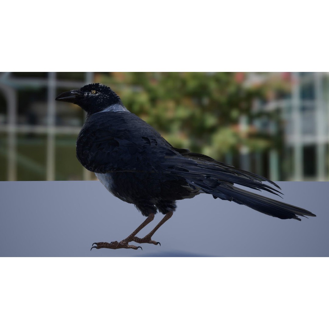 Ravens and Crows 3D Model – Low Poly Rigged Animated Asset, FBX - View 4