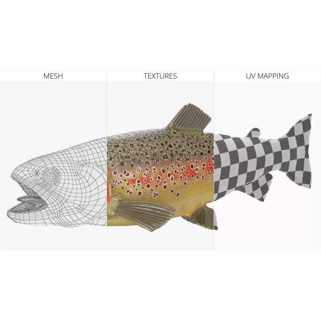 Brown Trout Fish 3D Model – Rigged PBR Asset for Animation - View 10