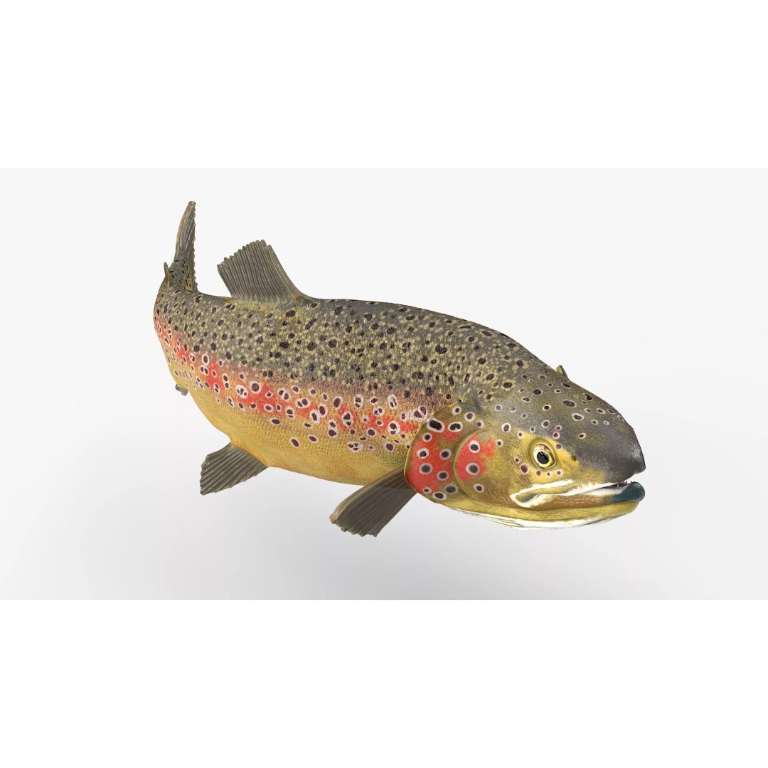 Brown Trout Fish 3D Model – Rigged PBR Asset for Animation - View 2