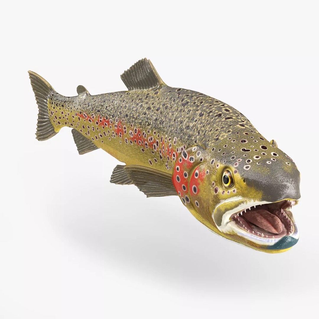 Brown Trout Fish 3D Model – Rigged PBR Asset for Animation - View 3