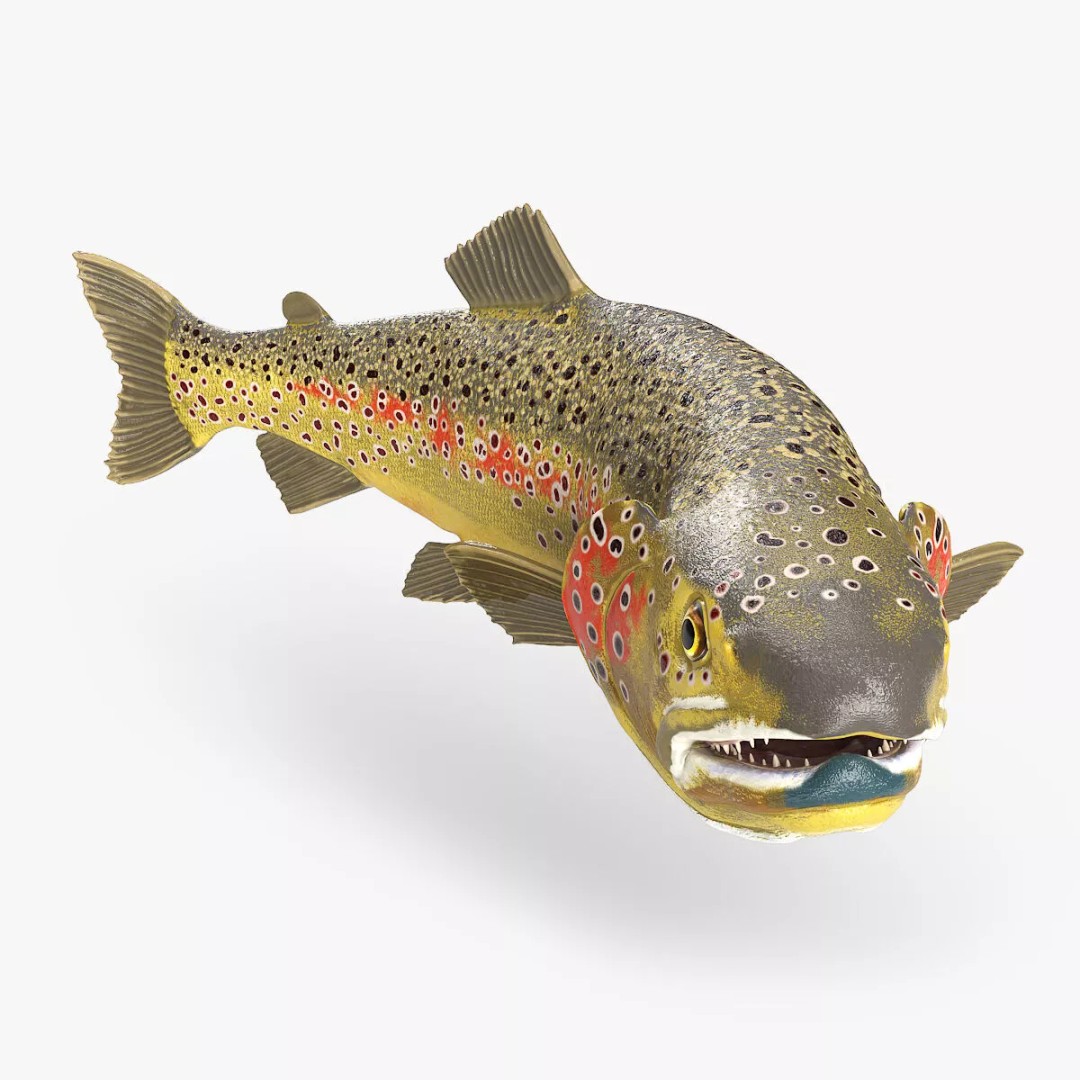 Brown Trout Fish 3D Model – Rigged PBR Asset for Animation - View 4