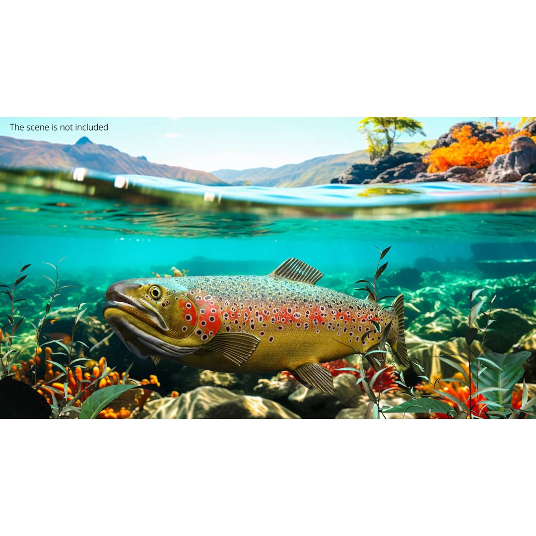 Brown Trout Fish 3D Model – Rigged PBR Asset for Animation - View 5