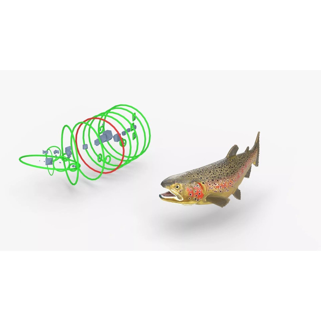 Brown Trout Fish 3D Model – Rigged PBR Asset for Animation - View 6
