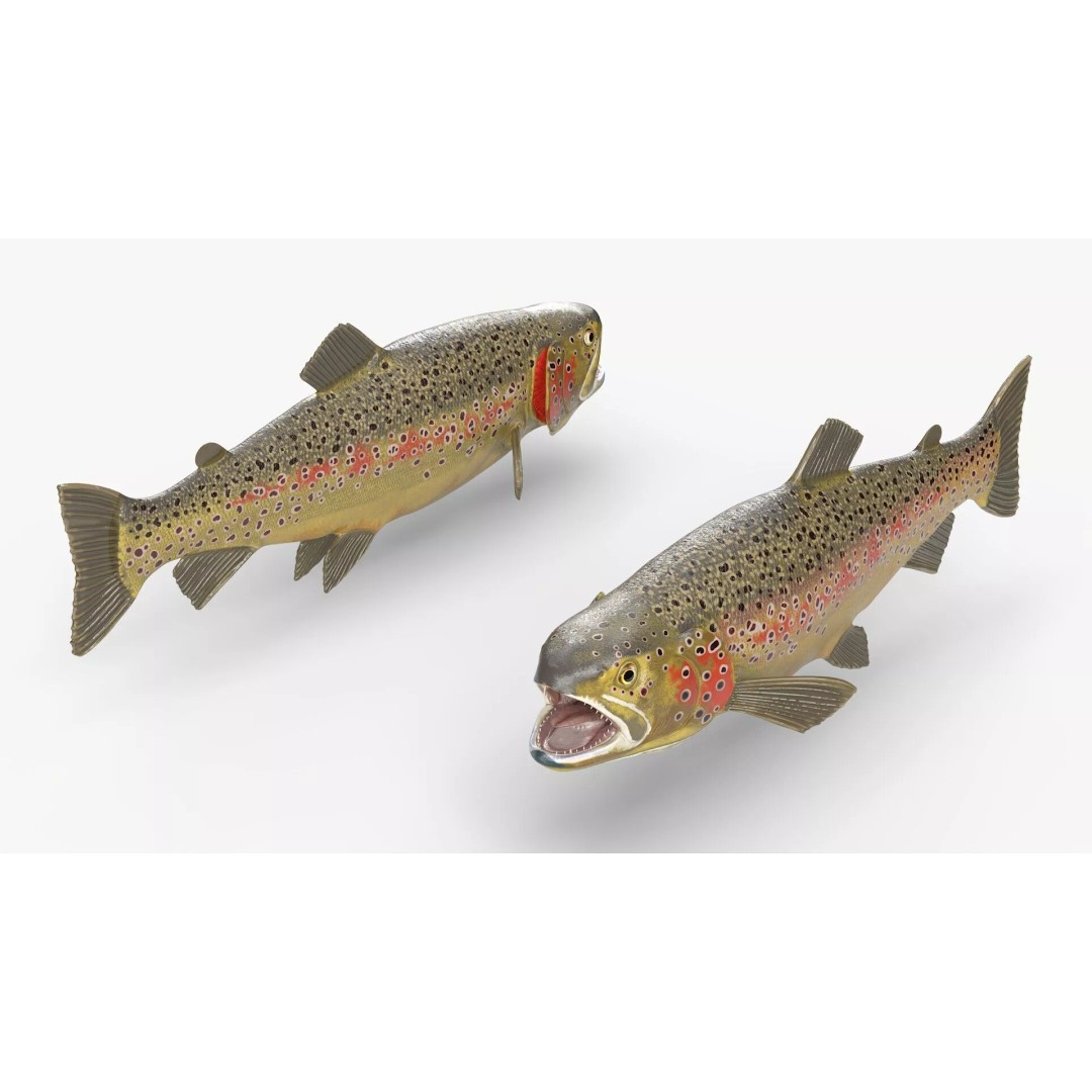 Brown Trout Fish 3D Model – Rigged PBR Asset for Animation - View 7