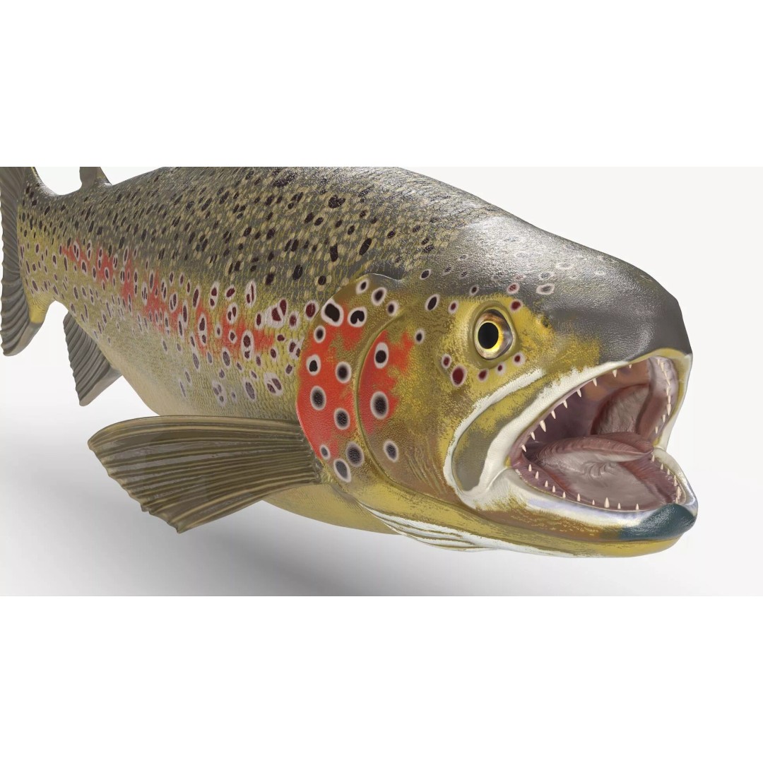 Brown Trout Fish 3D Model – Rigged PBR Asset for Animation - View 8
