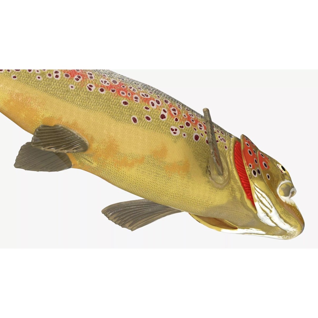 Brown Trout Fish 3D Model – Rigged PBR Asset for Animation - View 9