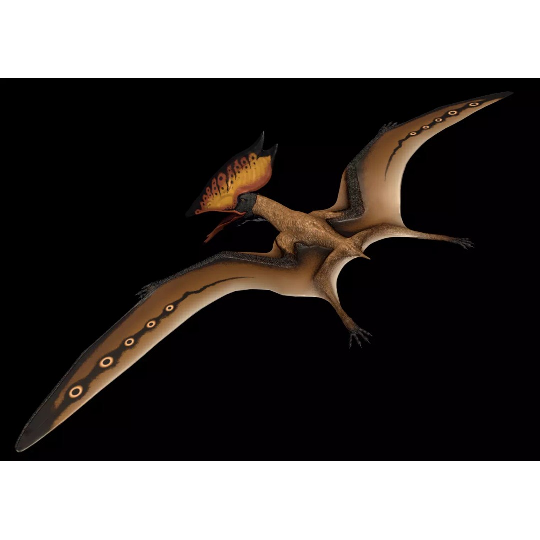 Thalassodromeus 3D Model – Low Poly Dinosaur Asset, FBX - View 2
