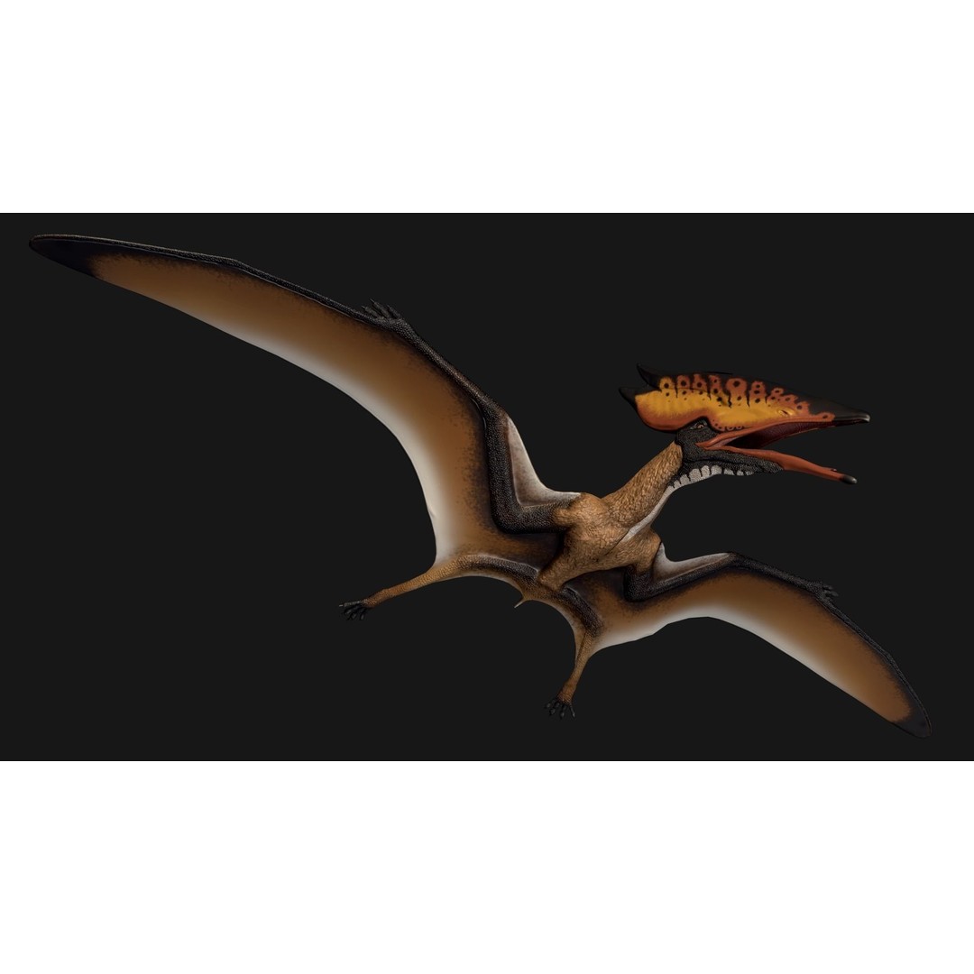 Thalassodromeus 3D Model – Low Poly Dinosaur Asset, FBX - View 3