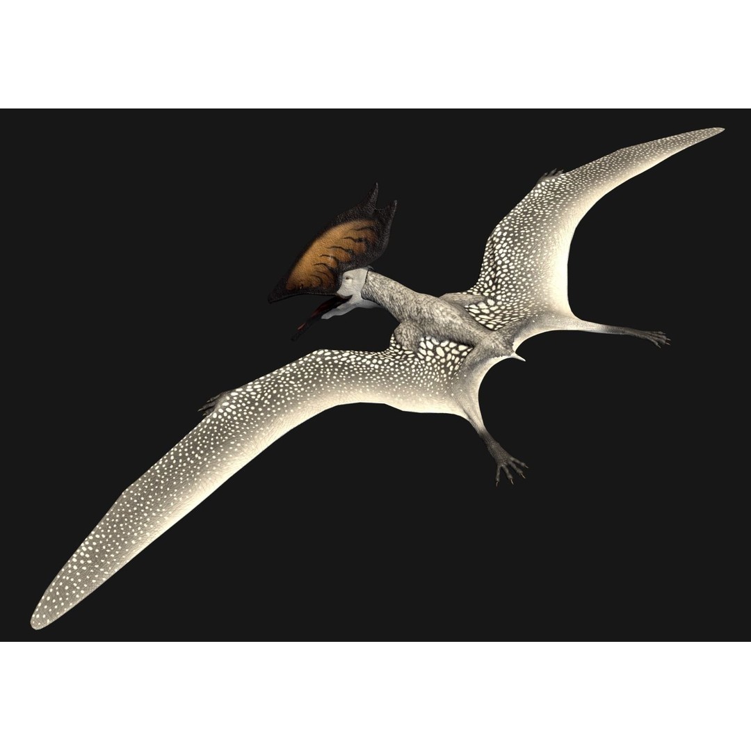 Thalassodromeus 3D Model – Low Poly Dinosaur Asset, FBX - View 4