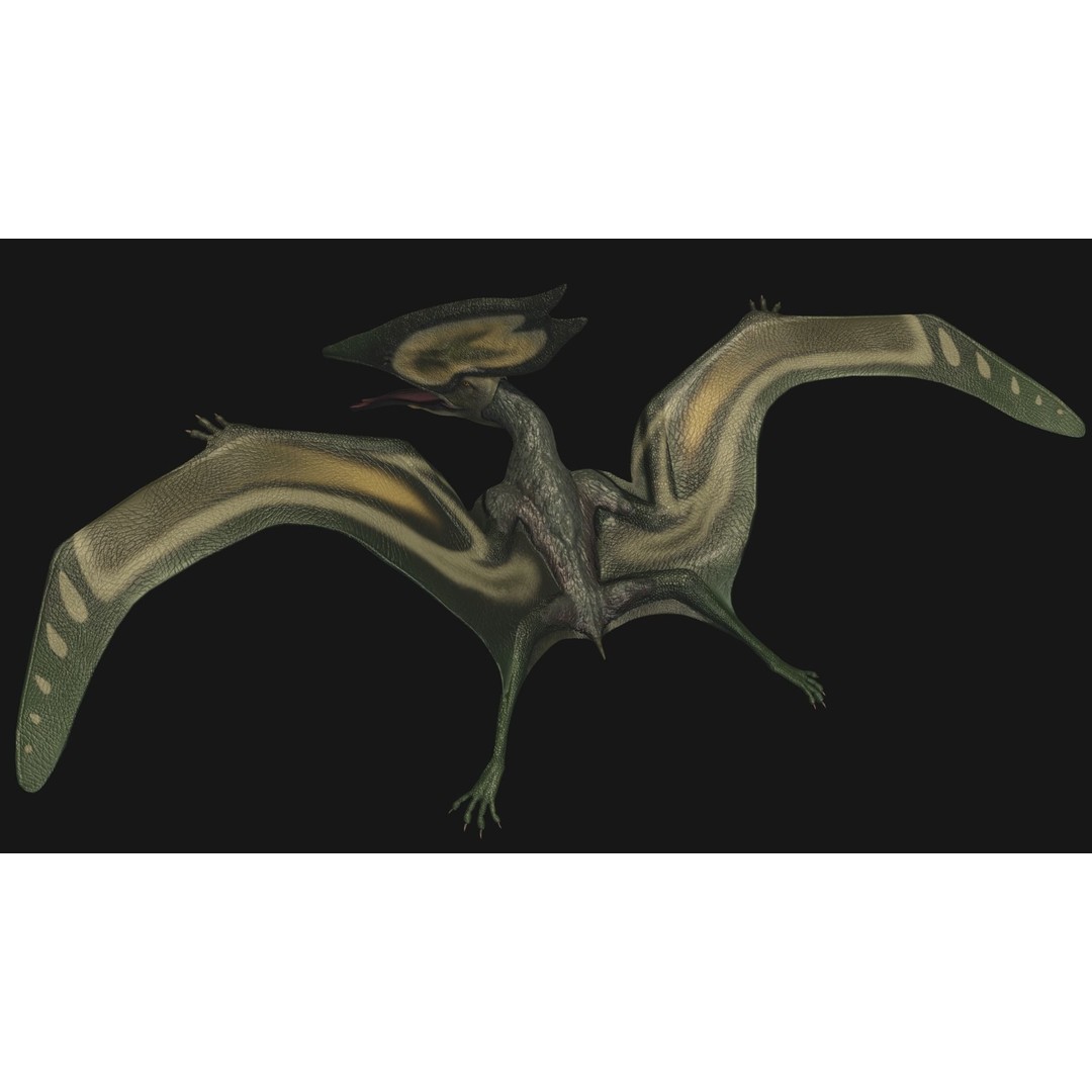 Thalassodromeus 3D Model – Low Poly Dinosaur Asset, FBX - View 6