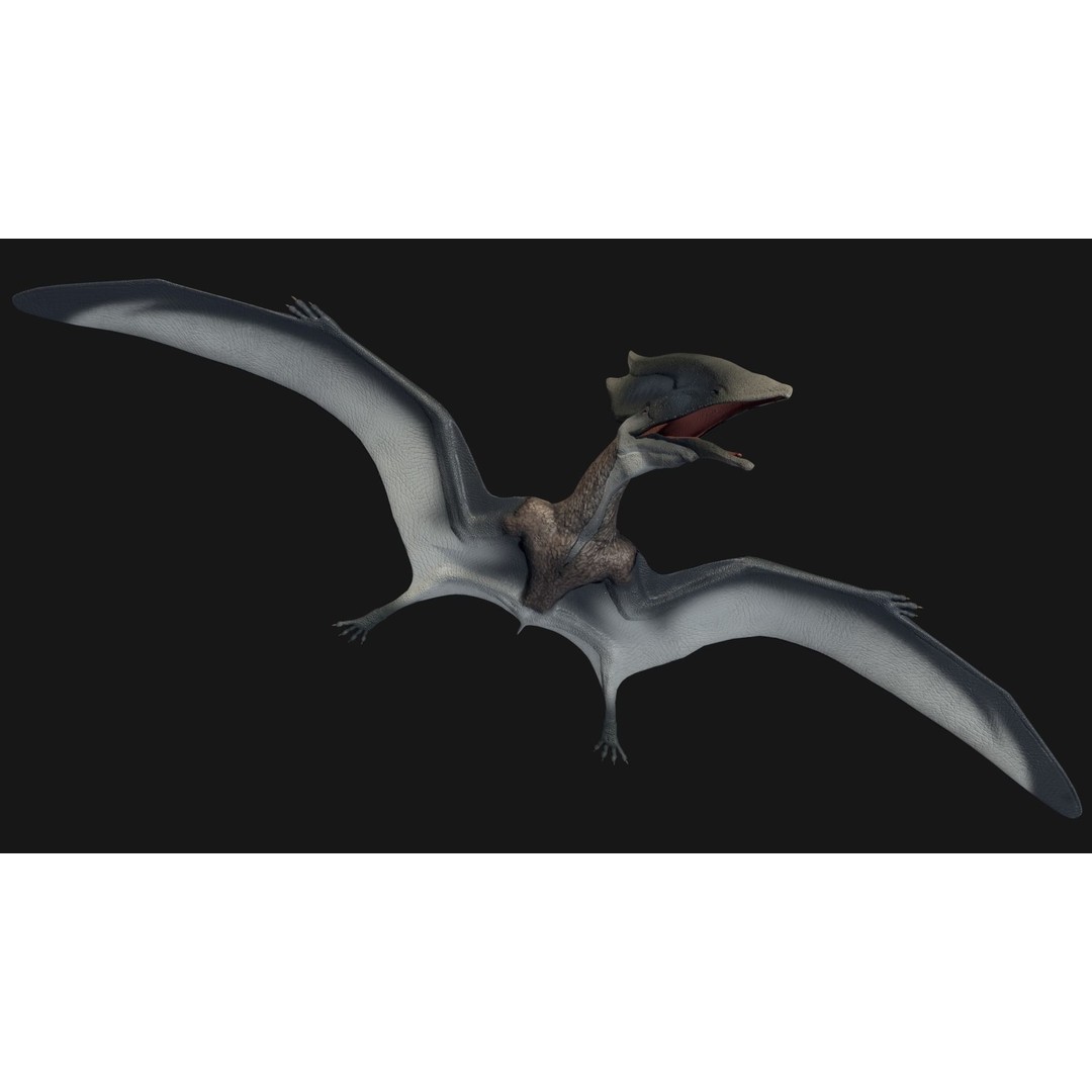 Thalassodromeus 3D Model – Low Poly Dinosaur Asset, FBX - View 7