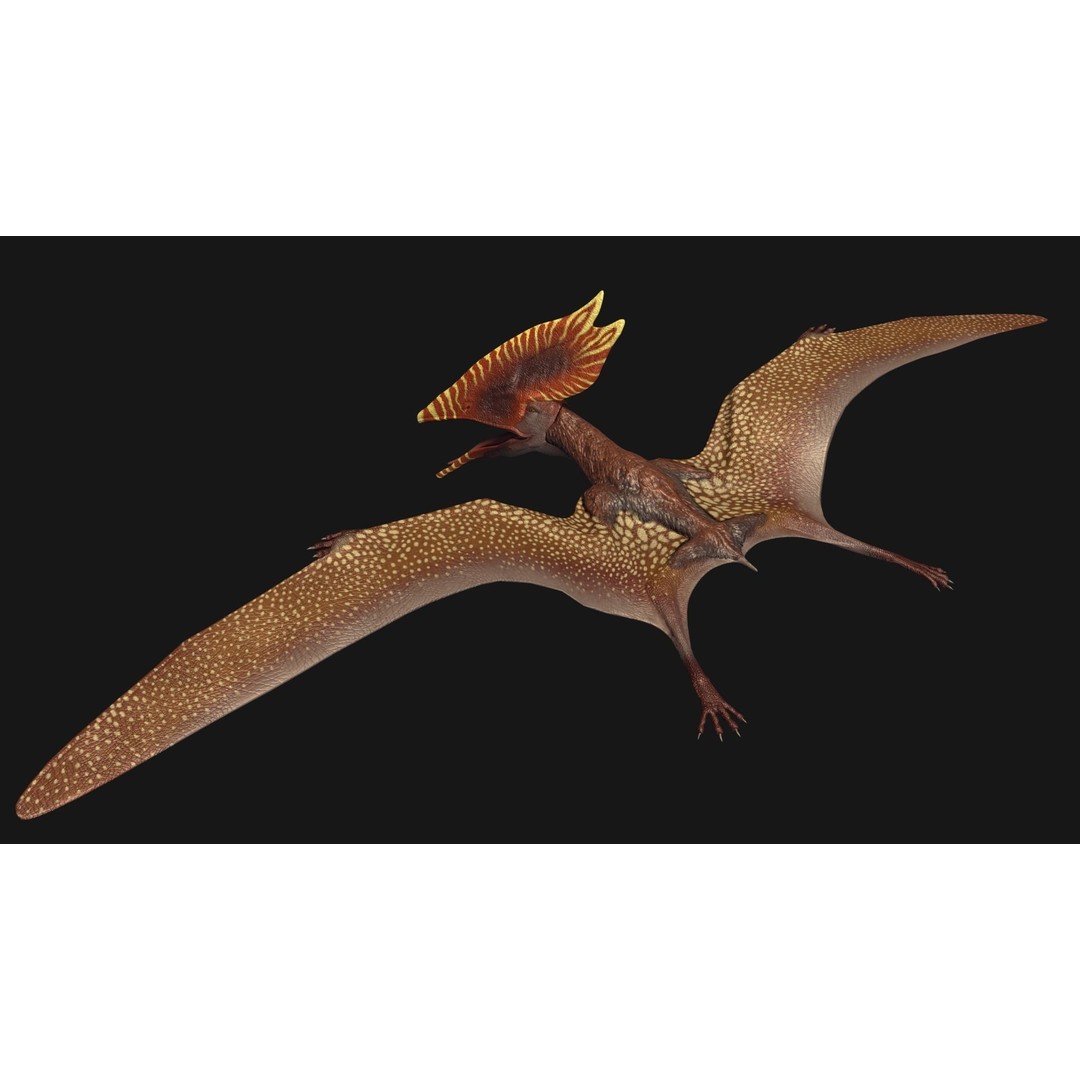 Thalassodromeus 3D Model – Low Poly Dinosaur Asset, FBX - View 8