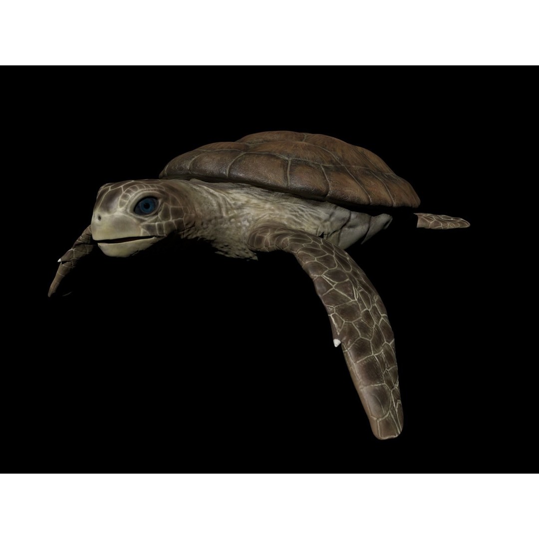 Turtle 3D Model – Low Poly Rigged PBR Asset for Games - View 10