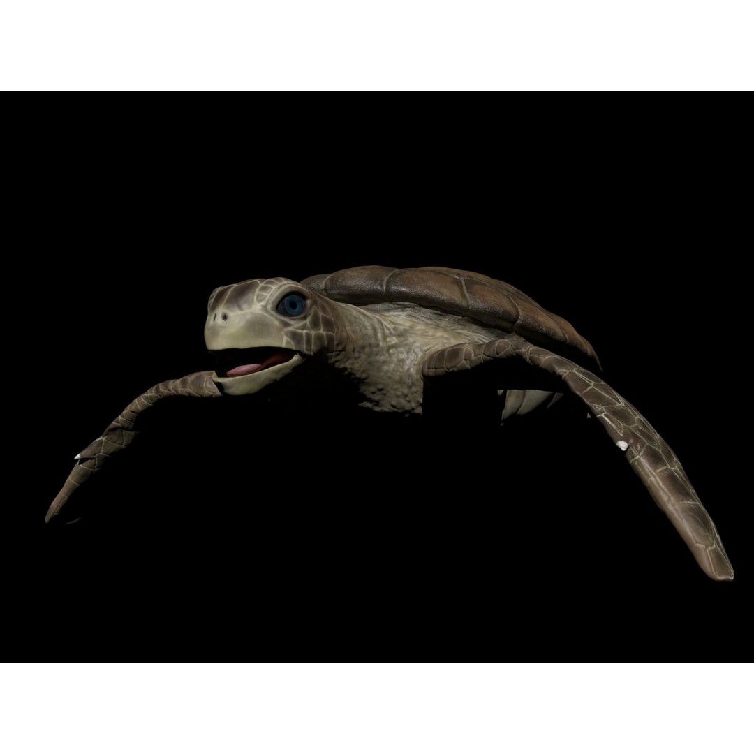 Turtle 3D Model – Low Poly Rigged PBR Asset for Games - View 11