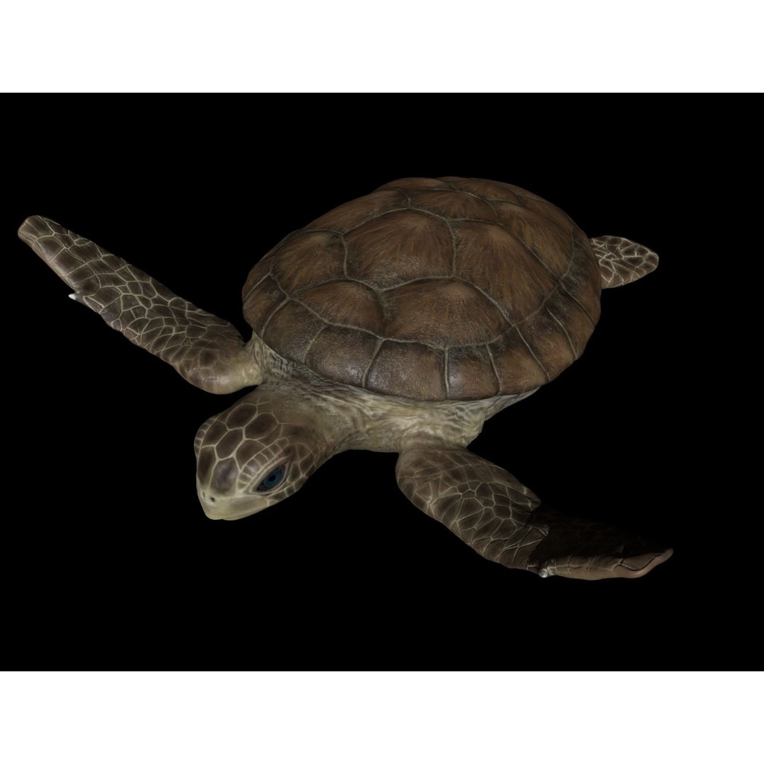 Turtle 3D Model – Low Poly Rigged PBR Asset for Games - View 12