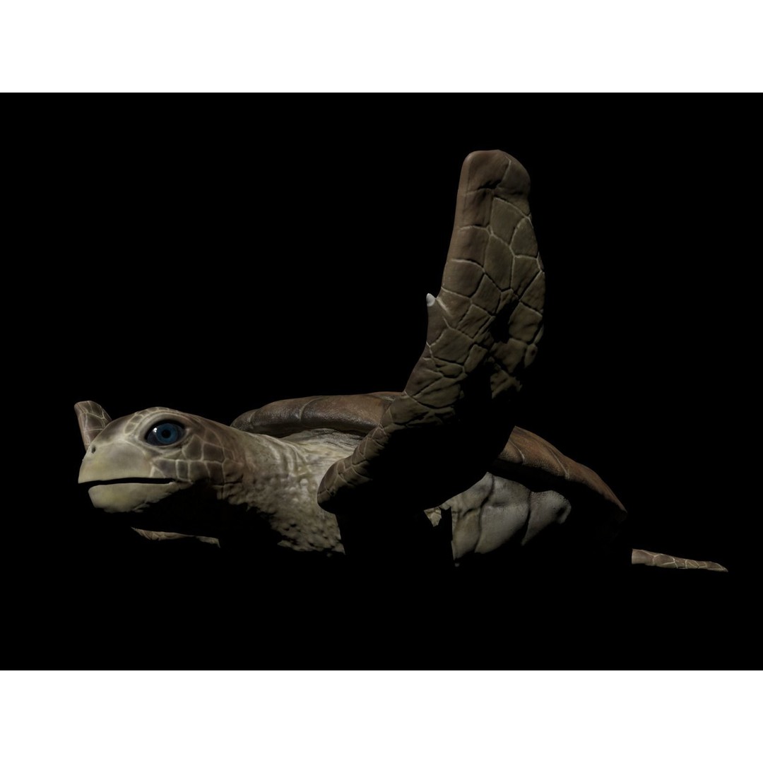 Turtle 3D Model – Low Poly Rigged PBR Asset for Games - View 13