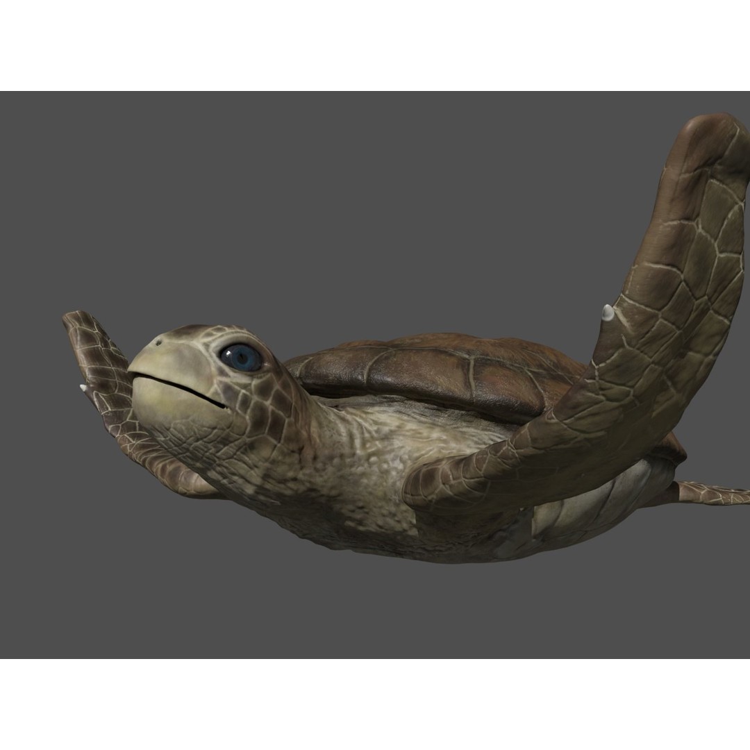 Turtle 3D Model – Low Poly Rigged PBR Asset for Games - View 14