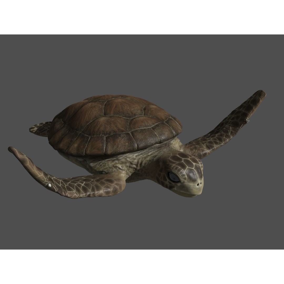 Turtle 3D Model – Low Poly Rigged PBR Asset for Games - View 15