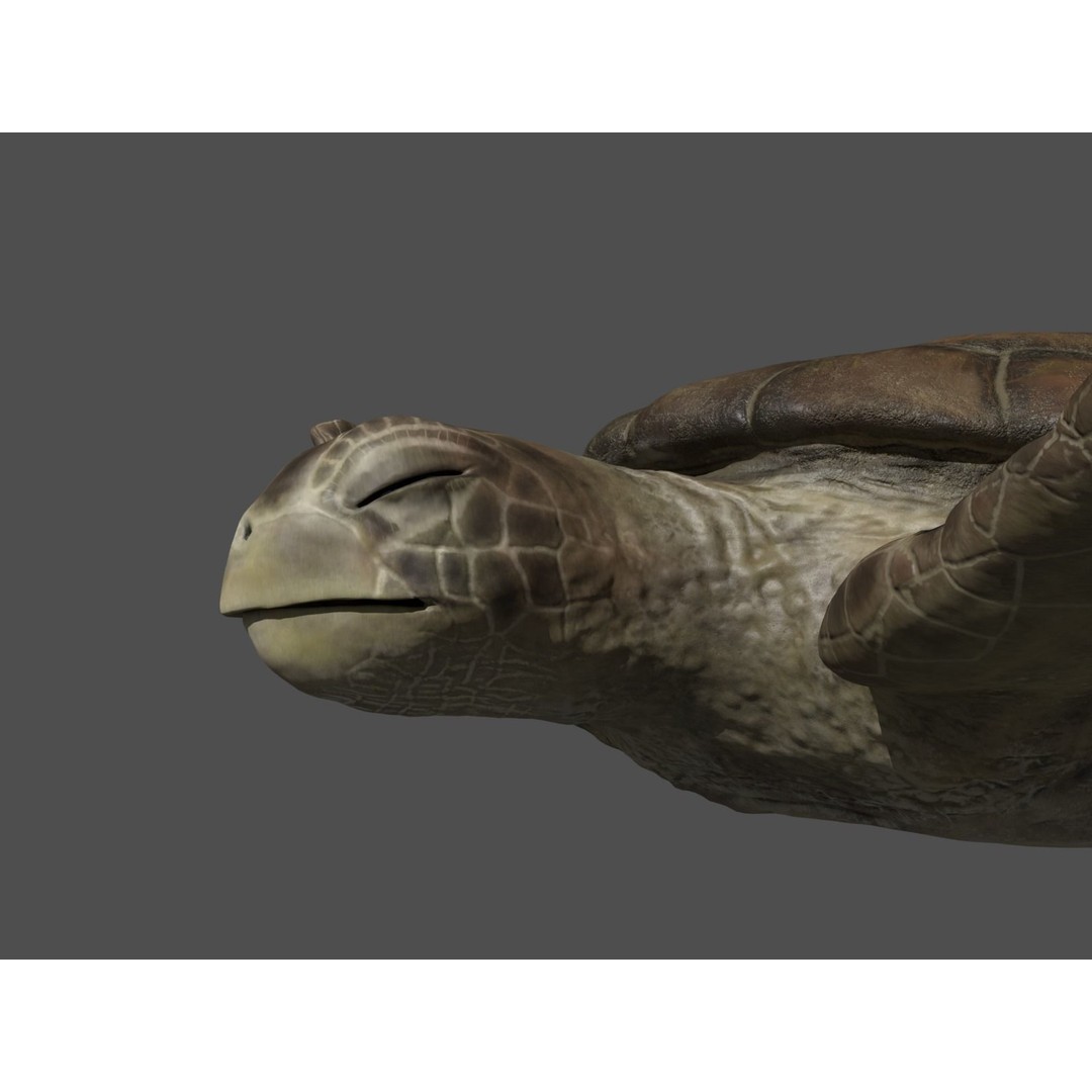 Turtle 3D Model – Low Poly Rigged PBR Asset for Games - View 16