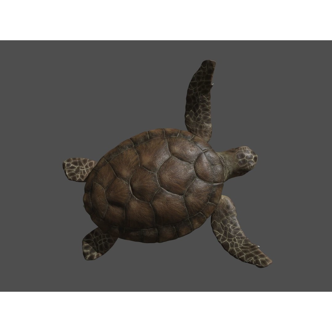 Turtle 3D Model – Low Poly Rigged PBR Asset for Games - View 17