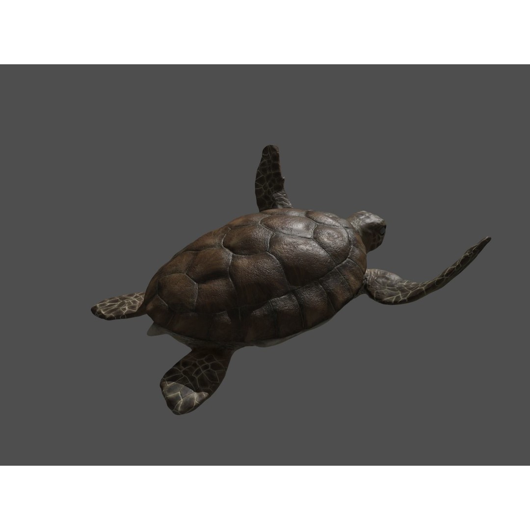 Turtle 3D Model – Low Poly Rigged PBR Asset for Games - View 18