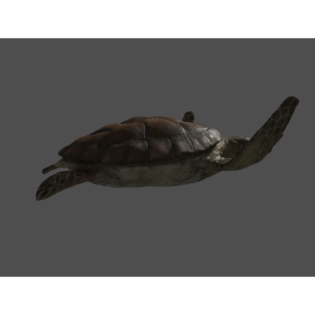 Turtle 3D Model – Low Poly Rigged PBR Asset for Games - View 19