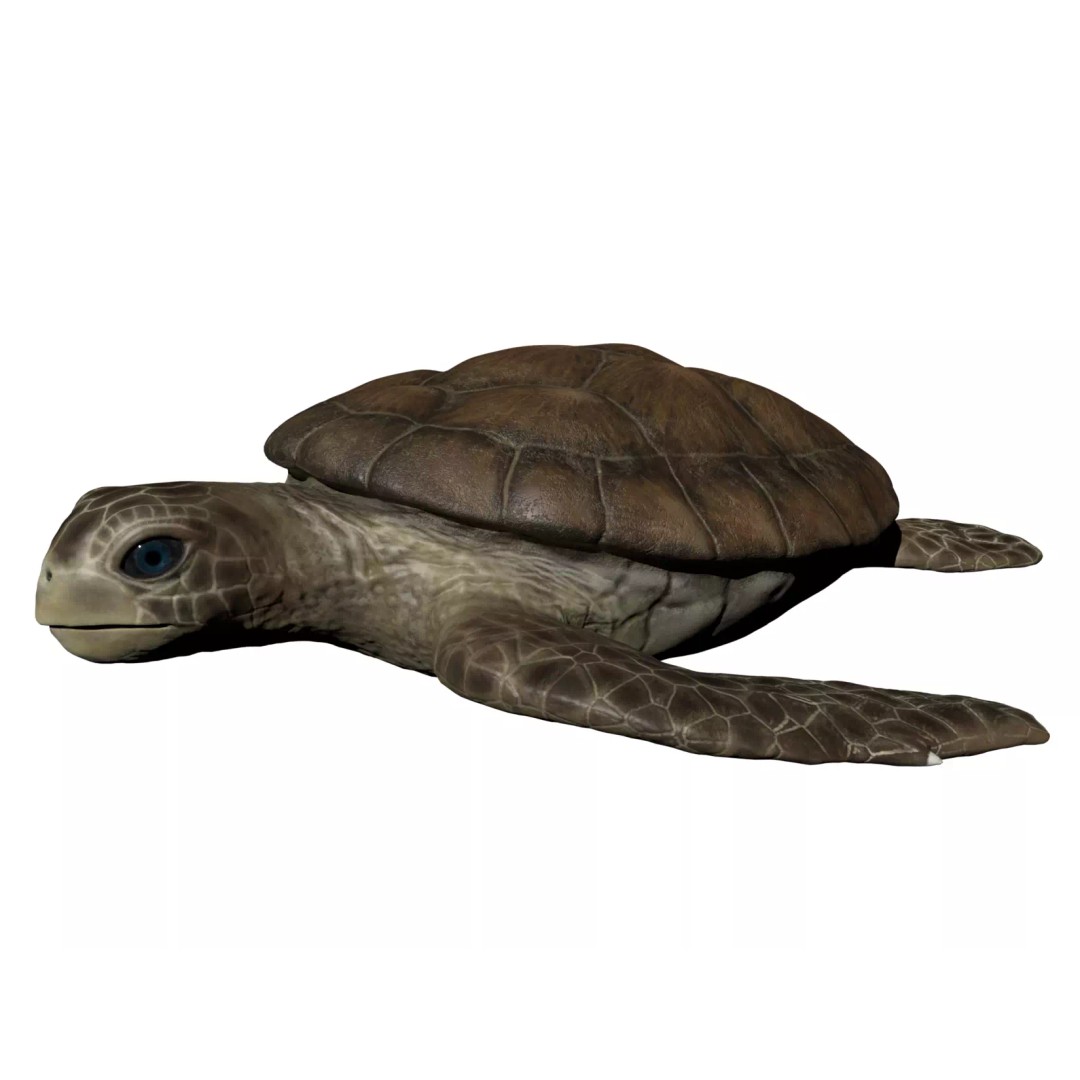 Turtle 3D Model – Low Poly Rigged PBR Asset for Games - View 2