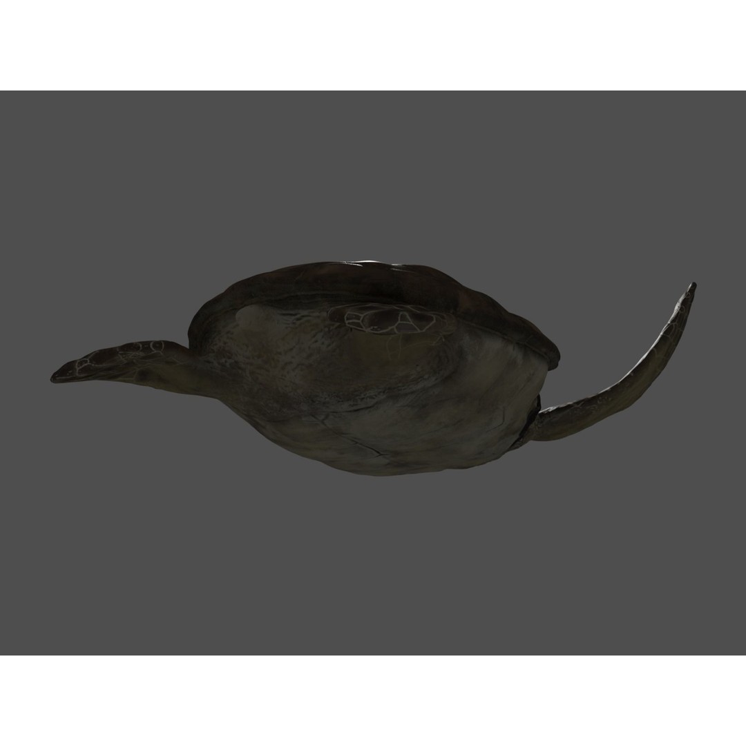 Turtle 3D Model – Low Poly Rigged PBR Asset for Games - View 20