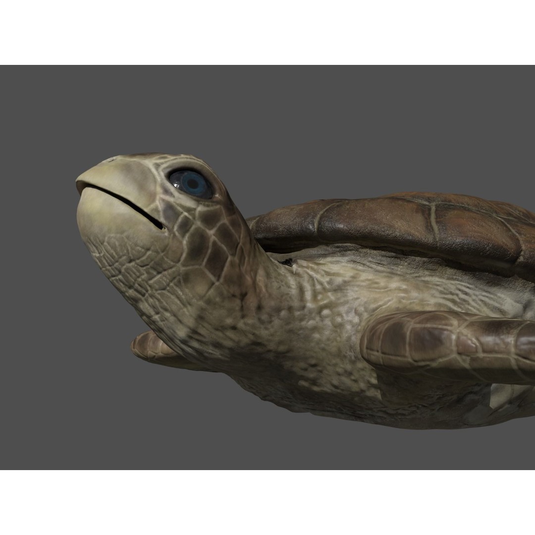 Turtle 3D Model – Low Poly Rigged PBR Asset for Games - View 21