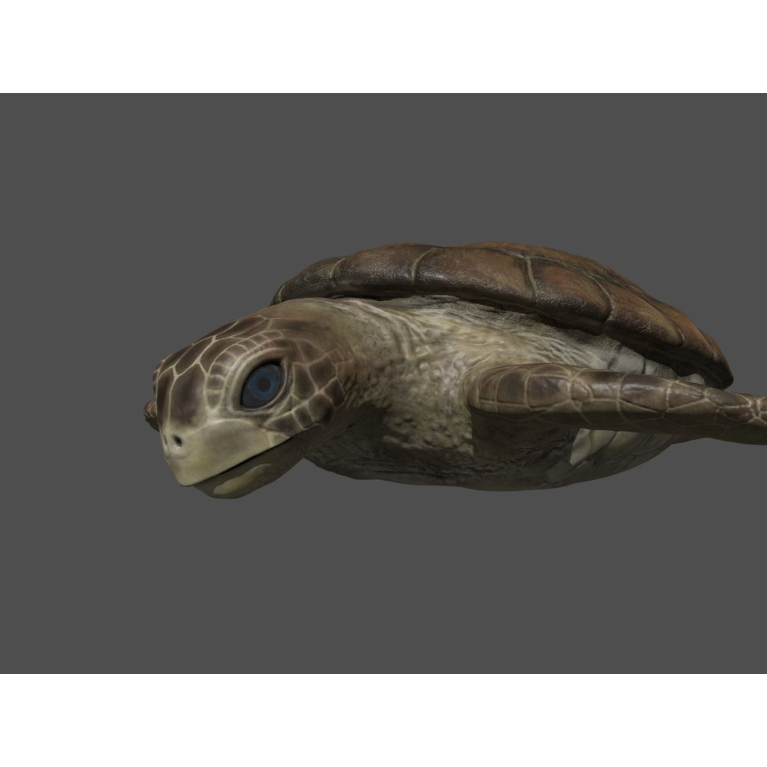 Turtle 3D Model – Low Poly Rigged PBR Asset for Games - View 22