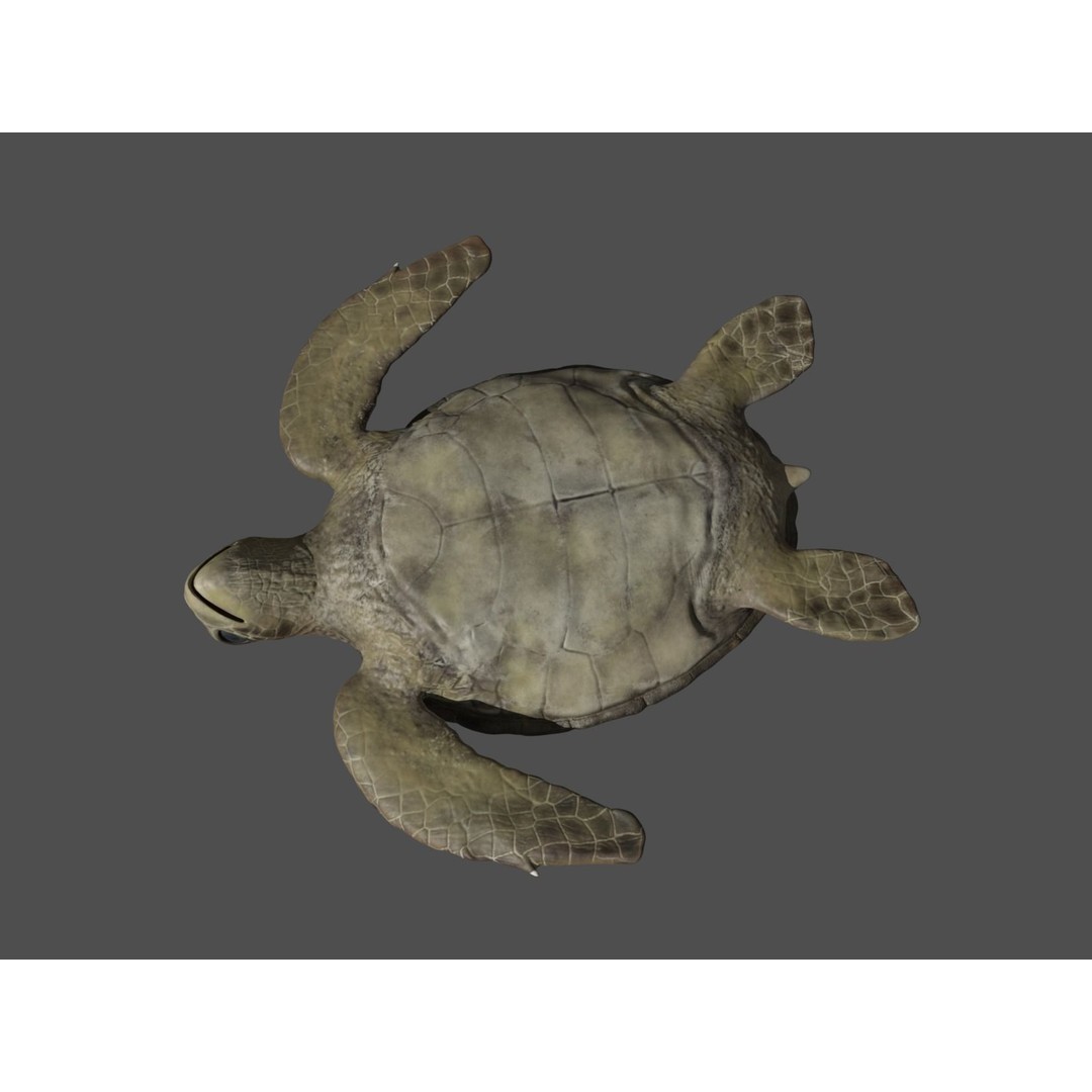Turtle 3D Model – Low Poly Rigged PBR Asset for Games - View 23