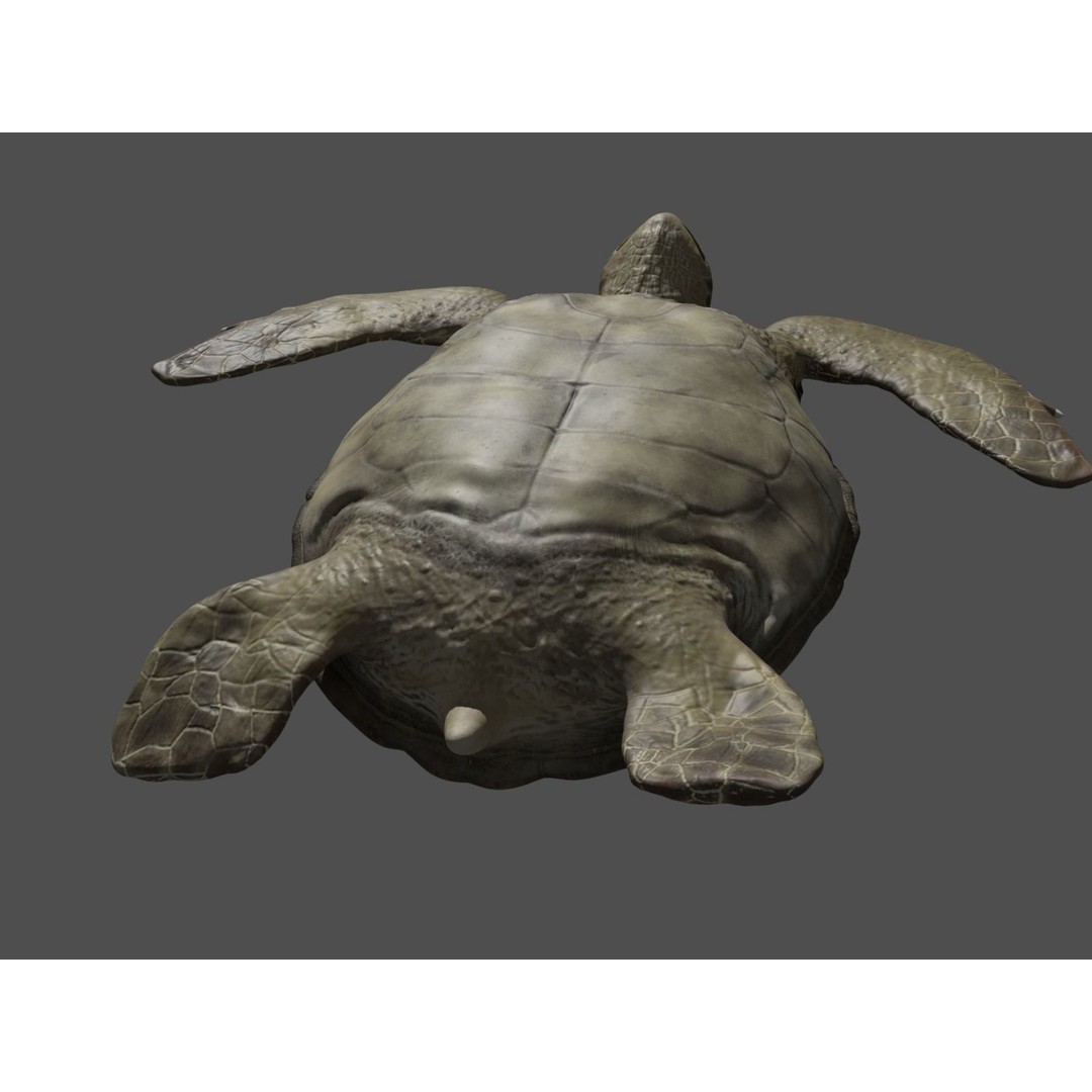 Turtle 3D Model – Low Poly Rigged PBR Asset for Games - View 24