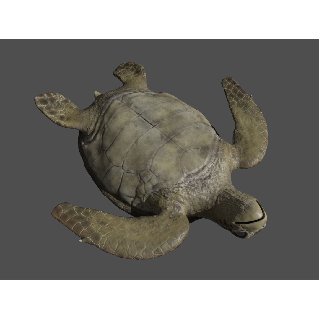 Turtle 3D Model – Low Poly Rigged PBR Asset for Games - View 25