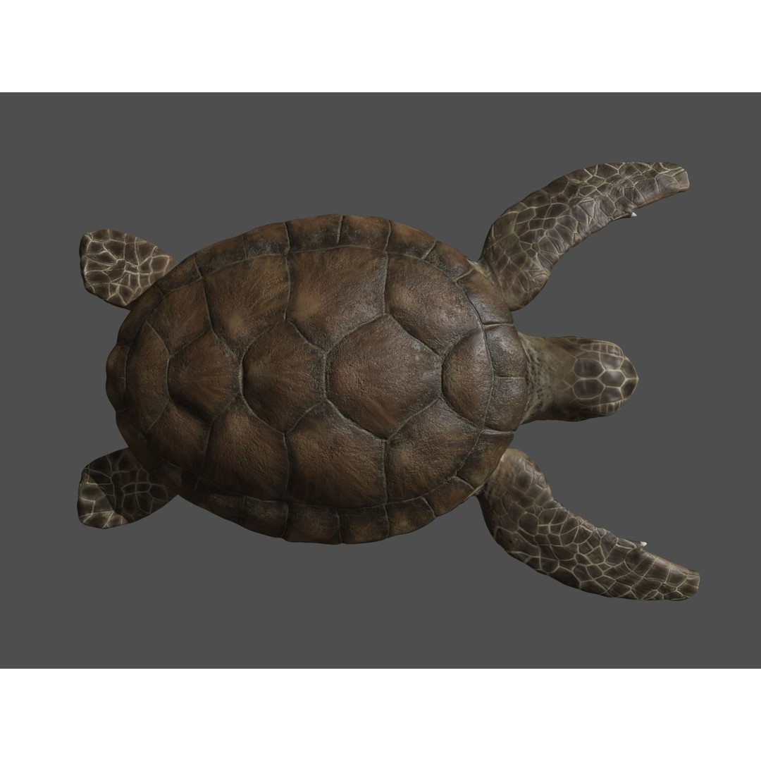Turtle 3D Model – Low Poly Rigged PBR Asset for Games - View 26