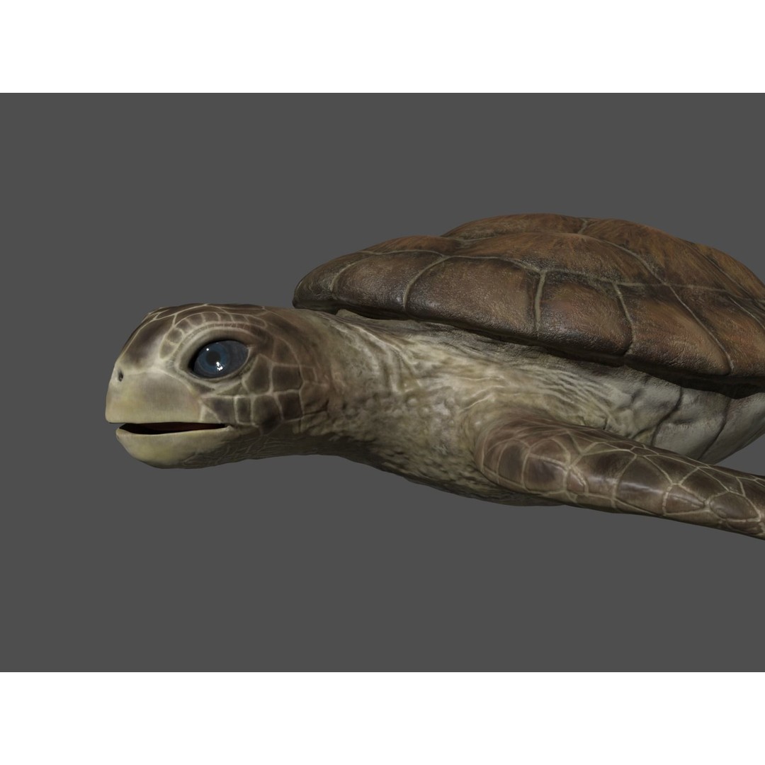 Turtle 3D Model – Low Poly Rigged PBR Asset for Games - View 28
