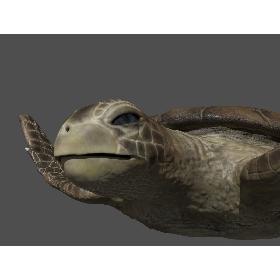 Turtle 3D Model – Low Poly Rigged PBR Asset for Games - View 3