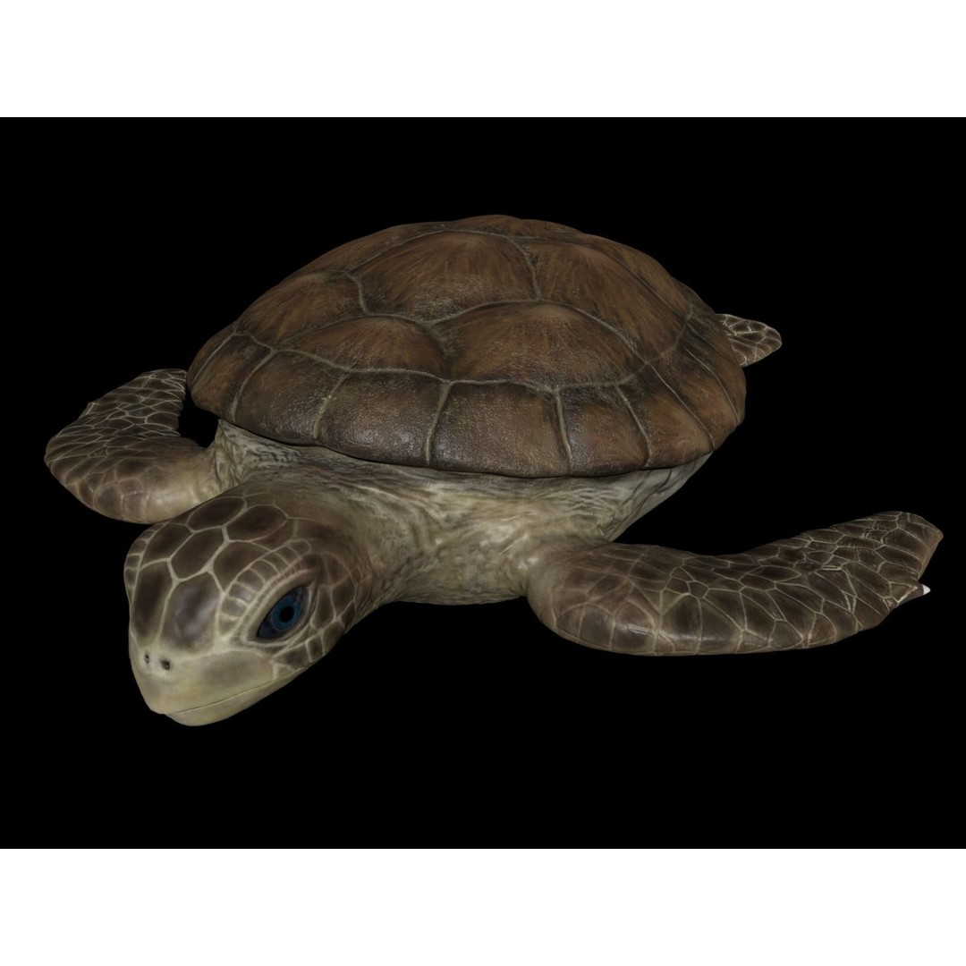 Turtle 3D Model – Low Poly Rigged PBR Asset for Games - View 4
