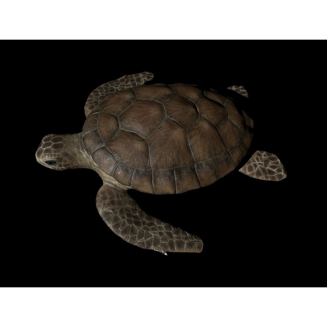 Turtle 3D Model – Low Poly Rigged PBR Asset for Games - View 5