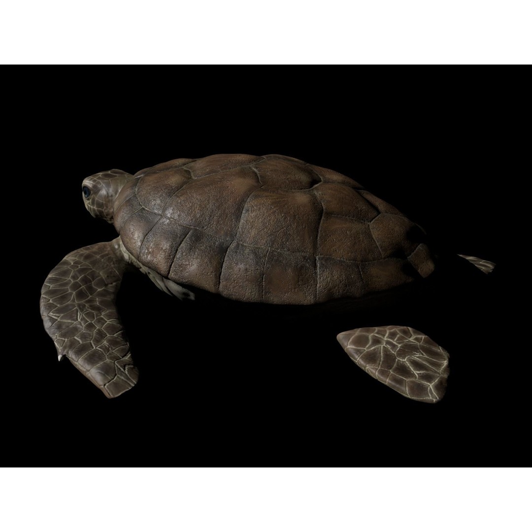 Turtle 3D Model – Low Poly Rigged PBR Asset for Games - View 6