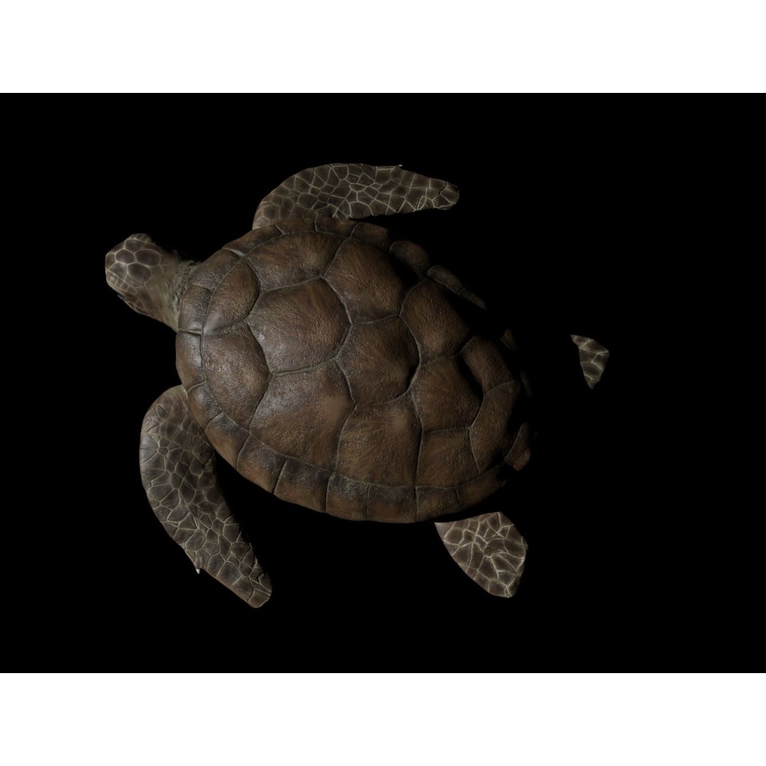 Turtle 3D Model – Low Poly Rigged PBR Asset for Games - View 7