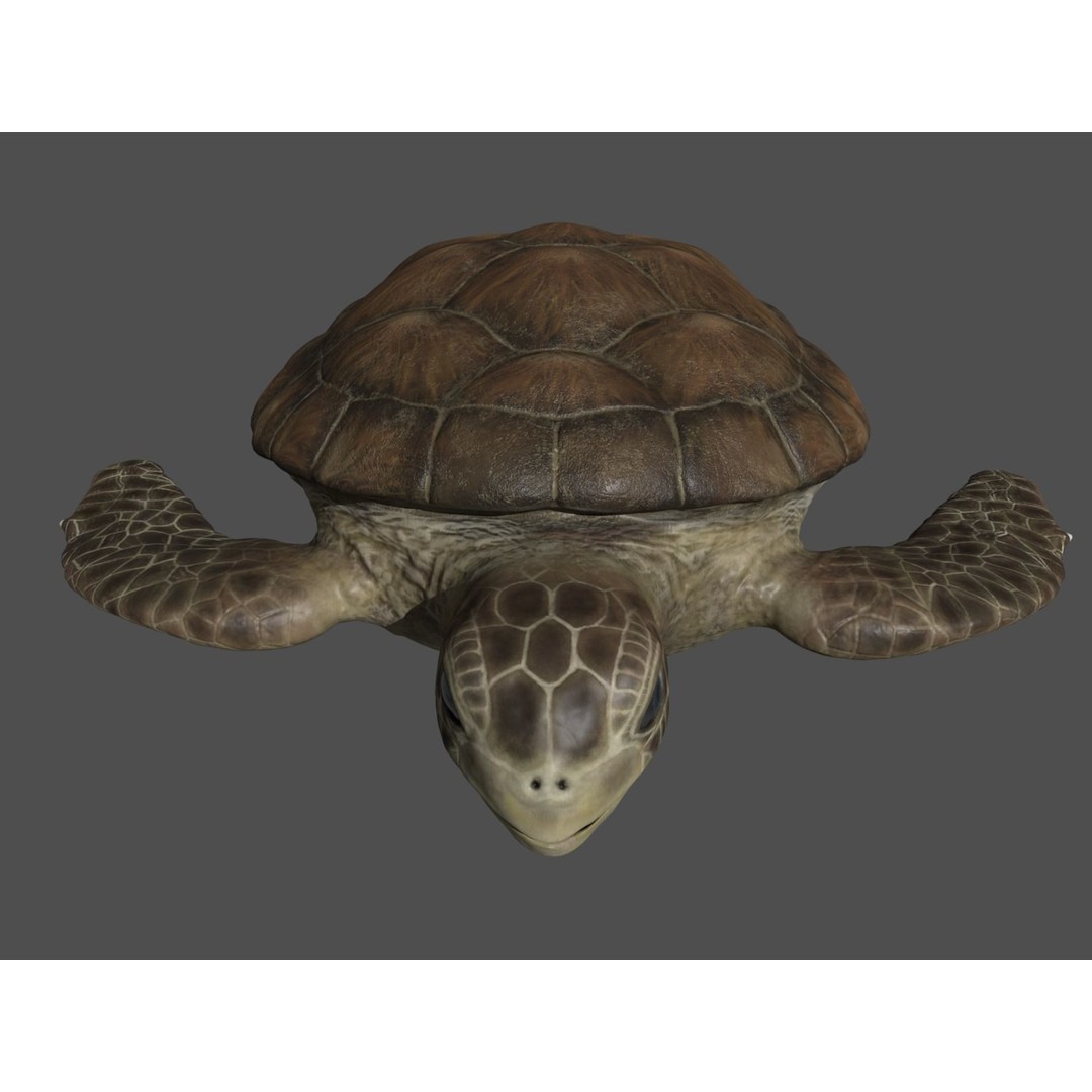 Turtle 3D Model – Low Poly Rigged PBR Asset for Games - View 8