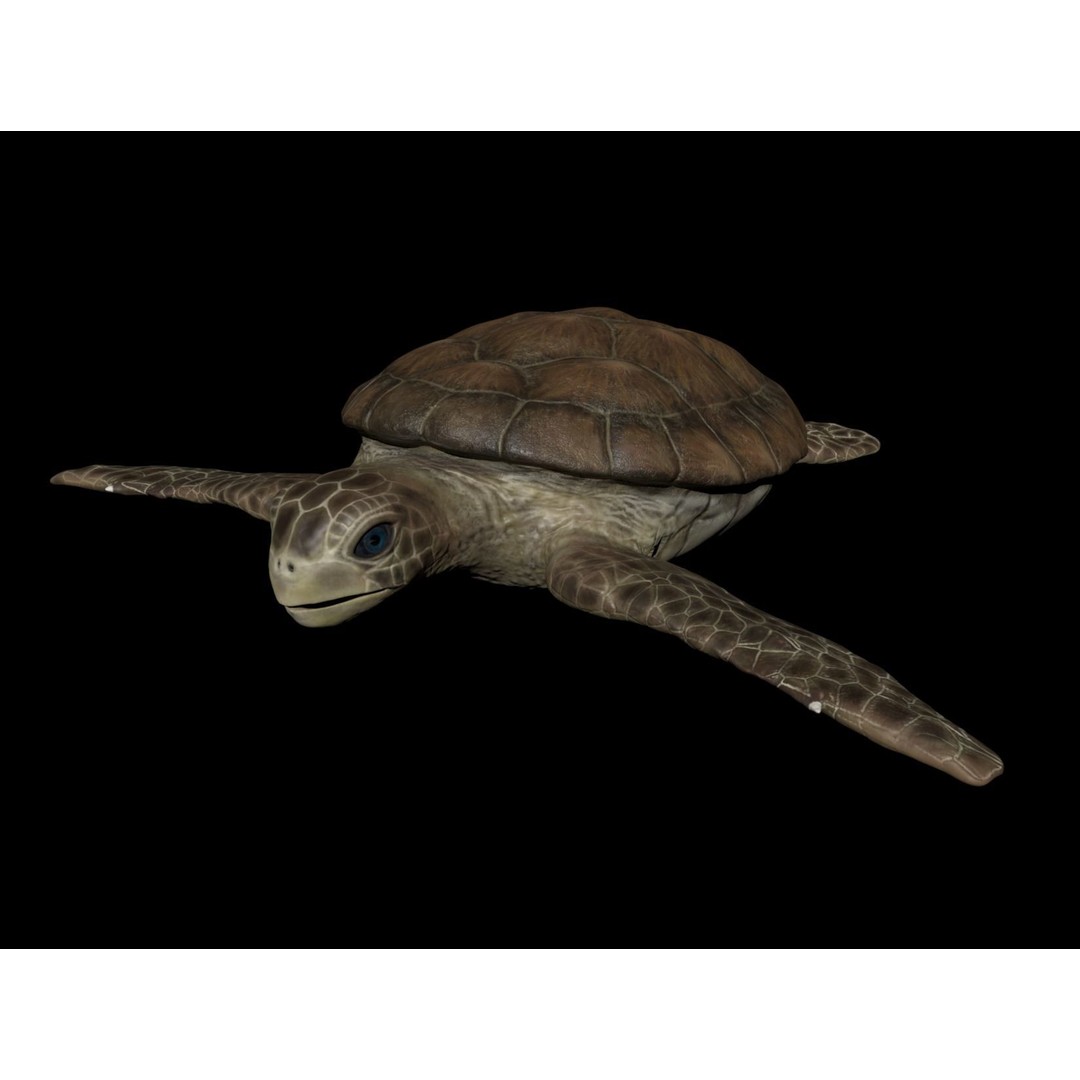 Turtle 3D Model – Low Poly Rigged PBR Asset for Games - View 9