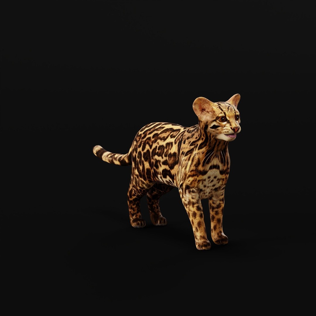 American Margay Cat 3D Model – Low Poly Game Ready with PBR Textures