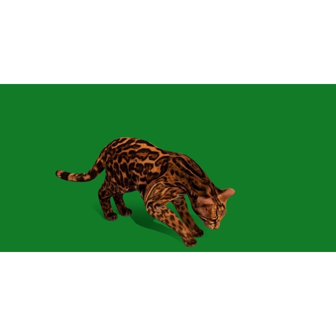 American Margay Cat 3D Model – Low Poly Game Ready with PBR Textures - View 18