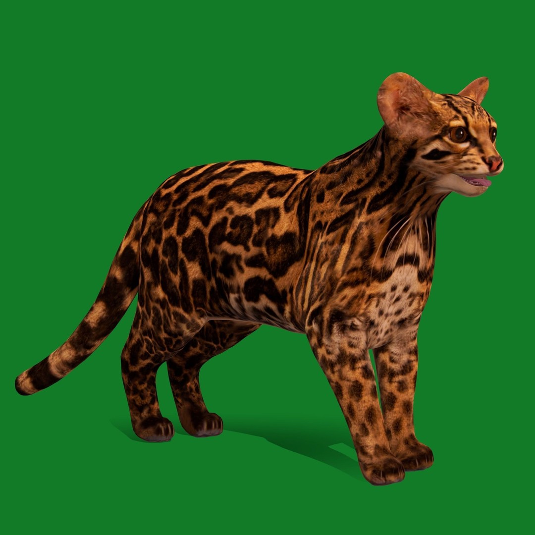 American Margay Cat 3D Model – Low Poly Game Ready with PBR Textures - View 20