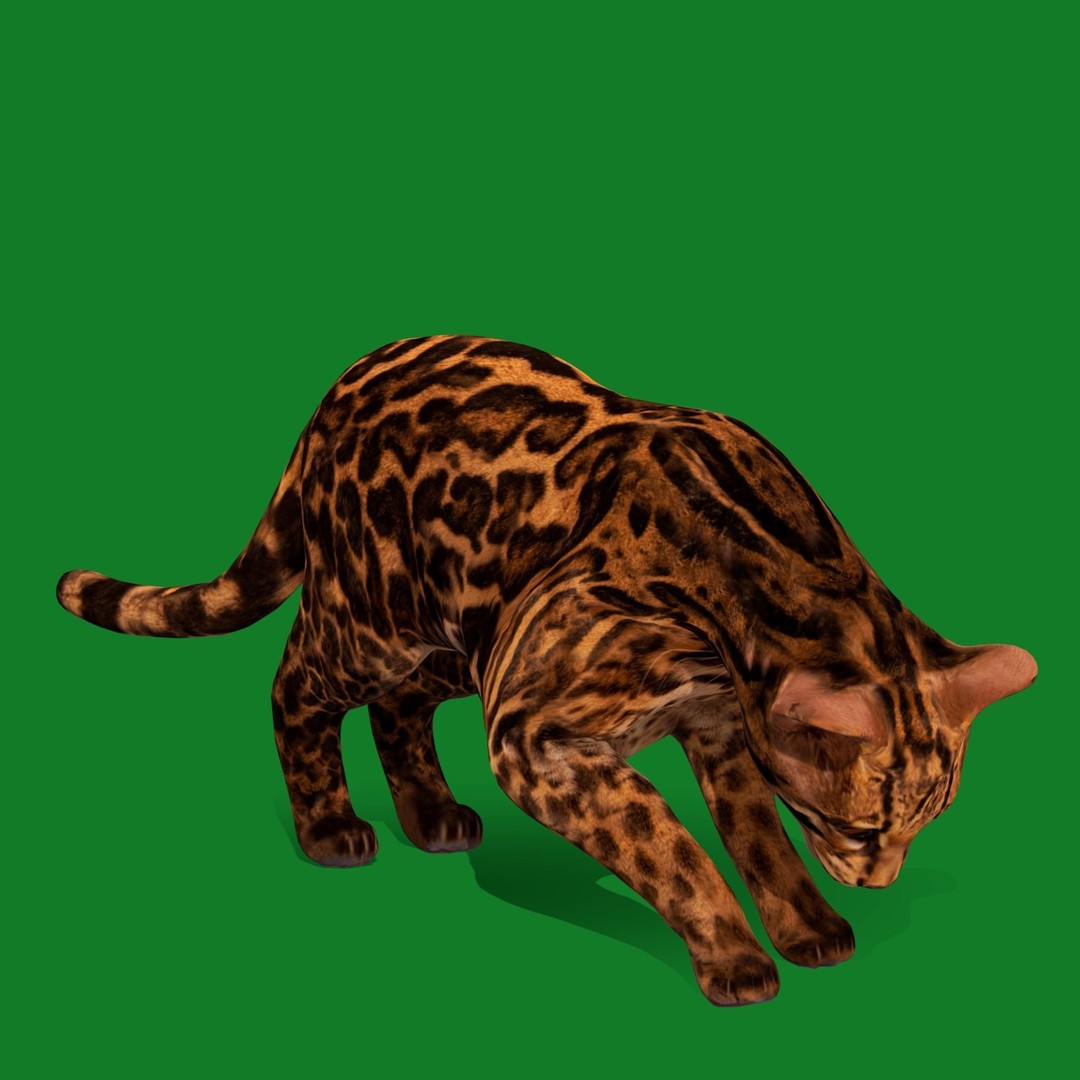 American Margay Cat 3D Model – Low Poly Game Ready with PBR Textures - View 21