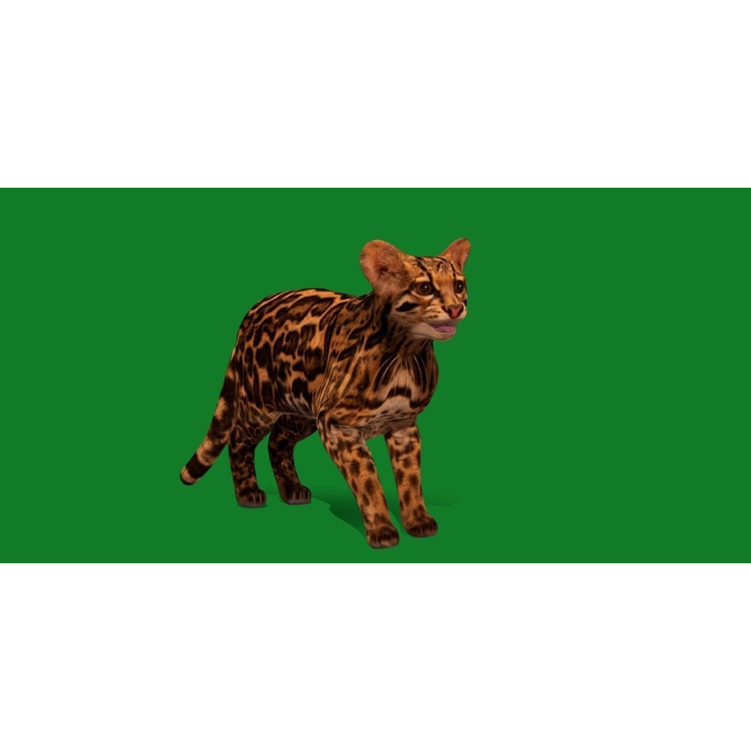 American Margay Cat 3D Model – Low Poly Game Ready with PBR Textures - View 22