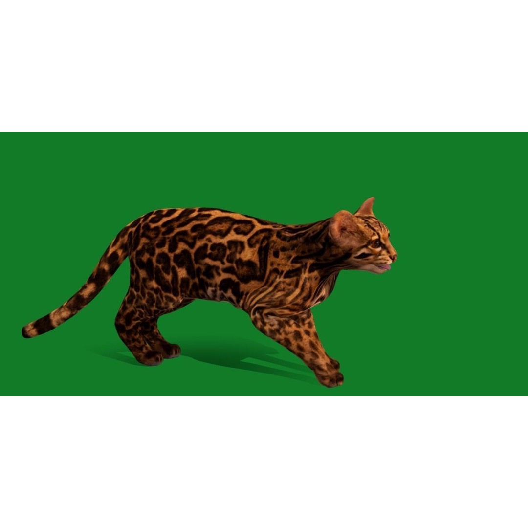 American Margay Cat 3D Model – Low Poly Game Ready with PBR Textures - View 23