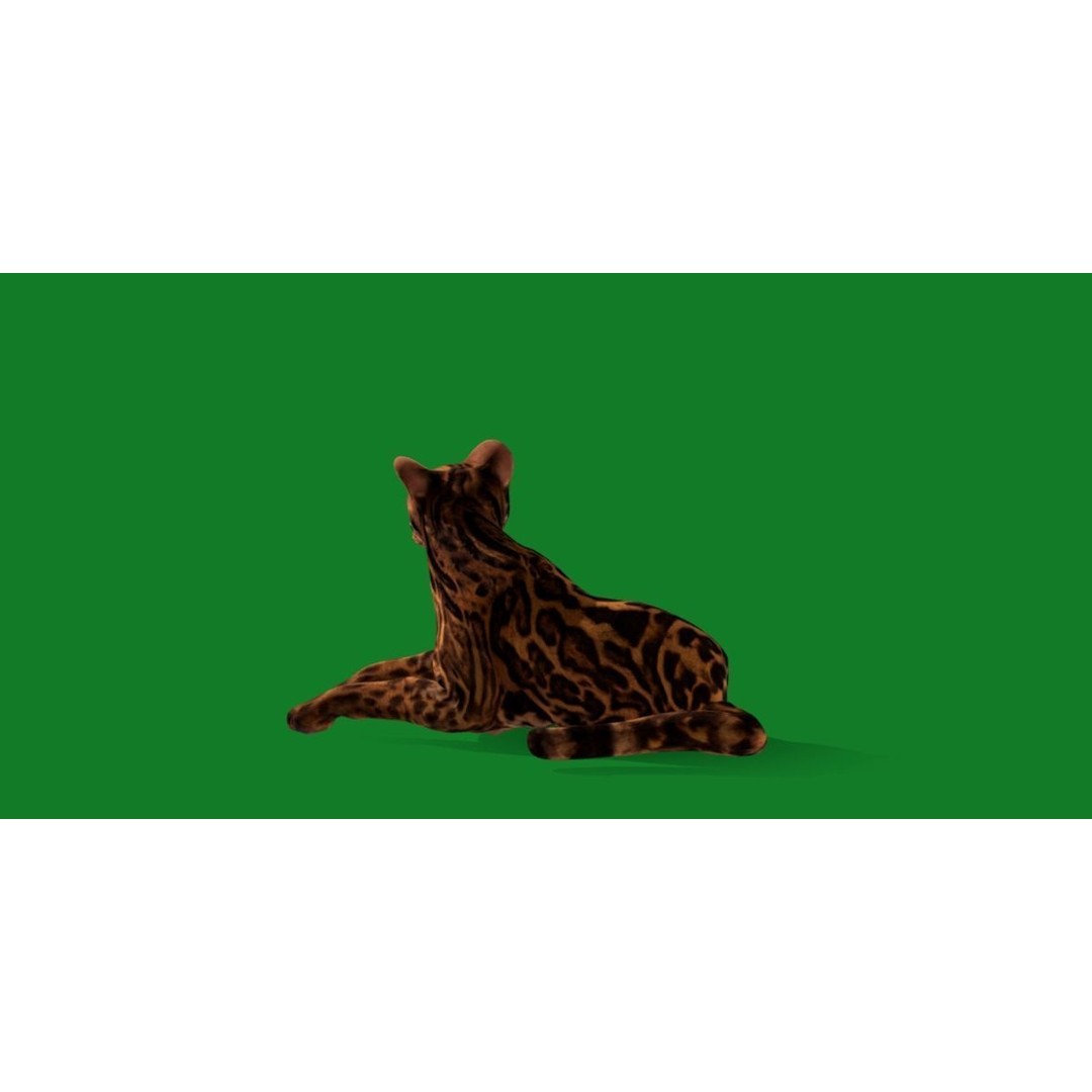 American Margay Cat 3D Model – Low Poly Game Ready with PBR Textures - View 24