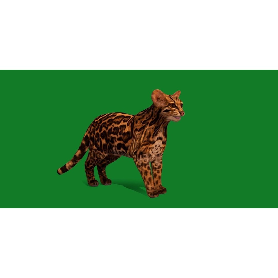 American Margay Cat 3D Model – Low Poly Game Ready with PBR Textures - View 25